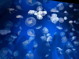 IMG_7218.JPEG